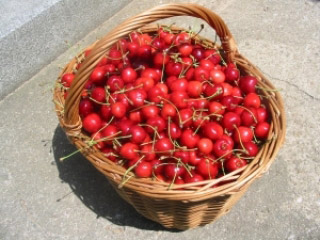 Trešnje i višnje pripadaju porodici sočnih Rozaceae voćki