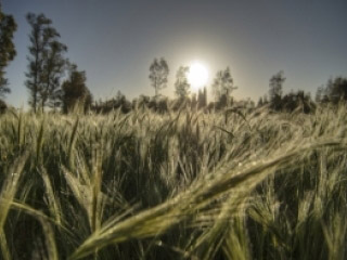 Sunce aktivira hemijske procese koji stvaraju alergene