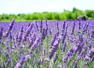 Kod kojih još tegoba pomaže lavanda?